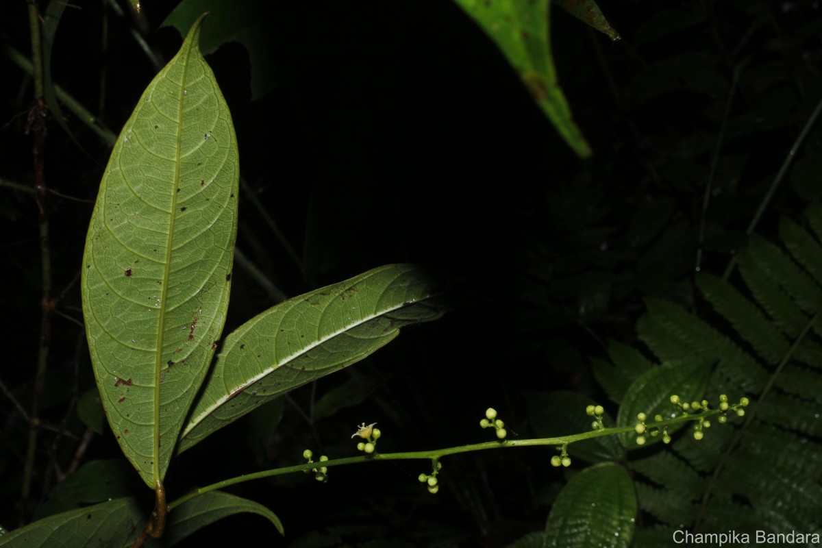 Semecarpus acuminatus Thwaites